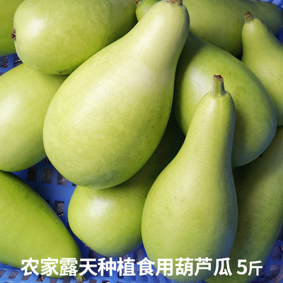 露天种植食用菜葫芦瓜新鲜瓠子瓜