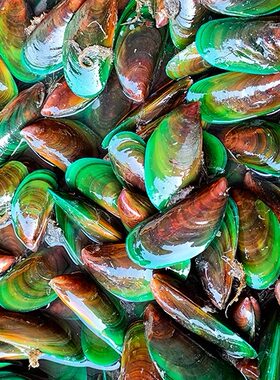国产绿壳青口贝煮冬阴功原料