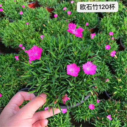 欧石竹草坪盆栽常夏石竹苗粉贝露天地栽花卉庭院花卉耐寒花卉