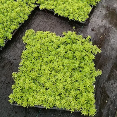 庭院草坪皮黄金叶佛甲草耐寒植物