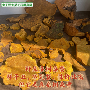 野生桑树桑黄 西藏桑树桑黄灵芝 正品桑树桑黄 断块桑树桑黄