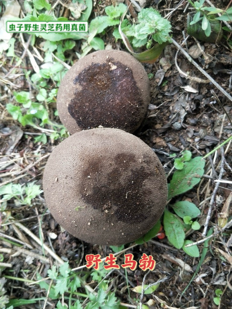 野生马勃,灰马勃 灰包,硬皮马勃,马皮泡 中药马勃新货500克