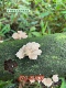 裂褶菌500克 野生白花野生鸡毛菌 野生裂褶菌 野生白参菌野生树花