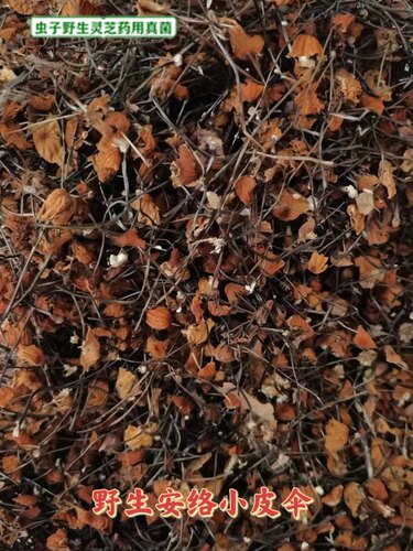 纯野生安络小皮伞鬼毛针茶褐小皮