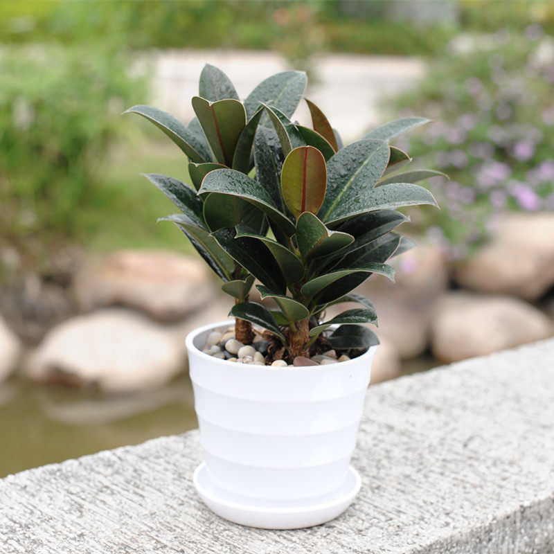 室内客厅绿植盆栽 黑金刚 橡皮树 除甲醛净 化室内空气  四季常青