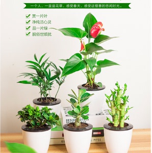 室内花卉盆栽红掌粉掌白掌碧玉文竹常春藤吊兰幸福树荷花竹橡皮树