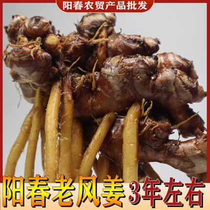 风姜老风姜坐月子姜月婆姜高良姜现挖老姜包邮祛湿驱寒煲汤食用