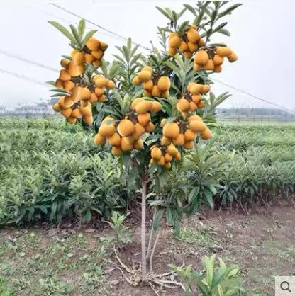 大五星枇杷树苗嫁接果树当年结果