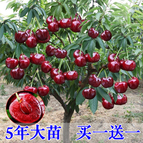 智利车厘子树苗樱桃树苖地栽南方北方种植当年结果特大盆栽樱桃苗