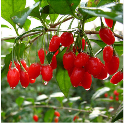 宁夏枸杞树苗当年结果盆栽