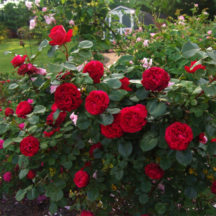 惠惠的花园直立灌木月季茶花女大花法国月季花苗非常爱开