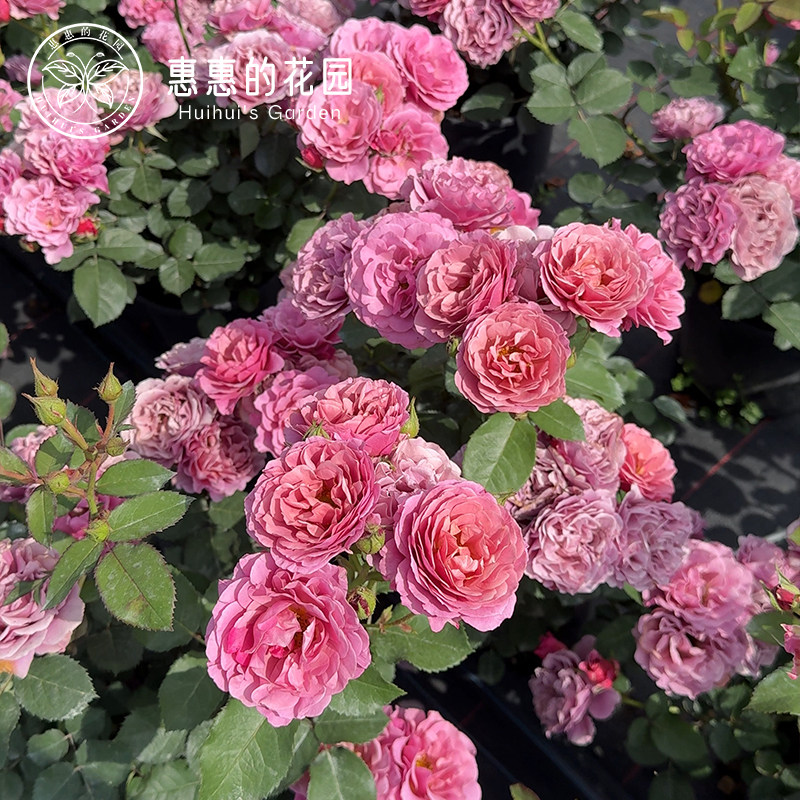 惠惠的花园直立月季葵花苗盆栽图片