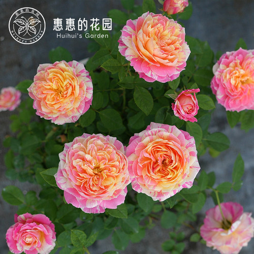 大花条纹莫奈惠惠的花园原盆原土