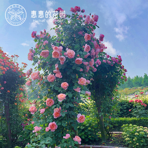 爬藤月季花苗舍农索城堡的女人们