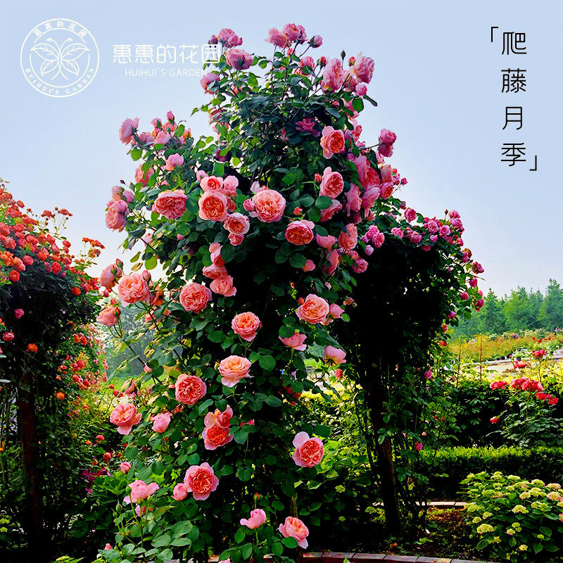 惠惠的花园藤本爬墙月季多季开花苗盆栽蓝色阴雨舍农索城堡的女人,鲜花速递/花卉仿真/绿植园艺,月季/蔷薇/玫瑰,淘宝优惠券,粉丝福利购,淘宝优惠卷