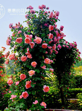 惠惠的花园藤本爬墙月季多季开花苗盆栽蓝色阴雨舍农索城堡的女人