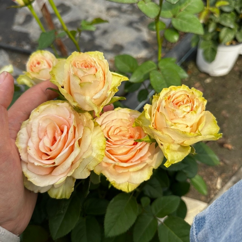 惠惠的花园切花月季 希望 复色波浪边直立好养庭院花卉绿植盆栽