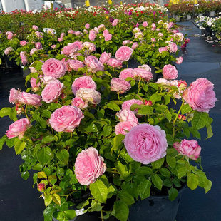 福利直拍特价 月季 直播间专用