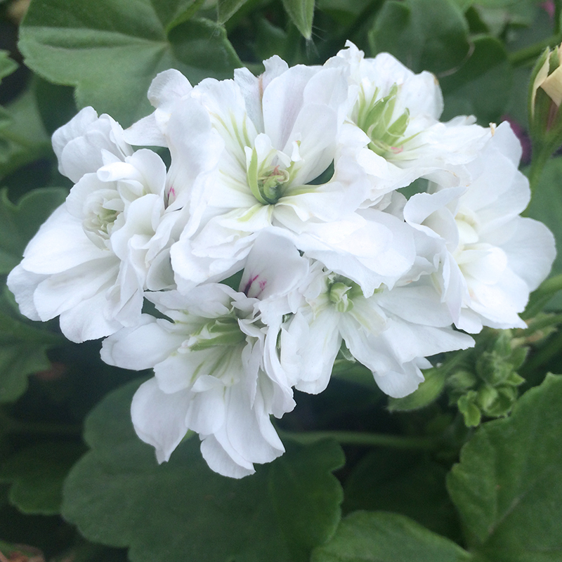 惠惠的花园垂吊天竺葵花苗白珍珠多季开花花量大阳台庭院盆栽花卉