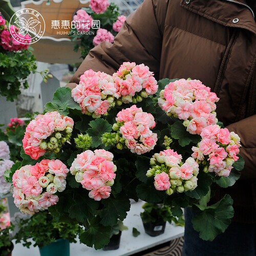 惠惠的花园直立天竺葵玫瑰小姐重瓣多季开花阳台庭院盆栽植物