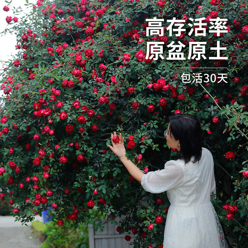 惠惠的花园爬藤月季赤龙含珠多季开花耐热耐晒庭院阳台月季盆栽,鲜花速递/花卉仿真/绿植园艺,月季/蔷薇/玫瑰,淘宝优惠券,粉丝福利购,淘宝优惠卷