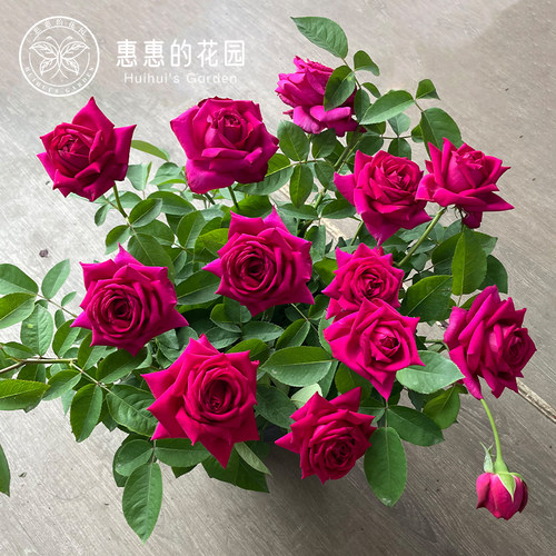 惠惠的花园灌木月季悠久的约定浓香大花玫瑰花盆栽花卉鲜花绿植