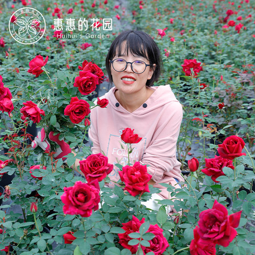 惠惠的花园月季特大花浓香朱墨双辉/墨红玫瑰阳台庭院花卉盆栽