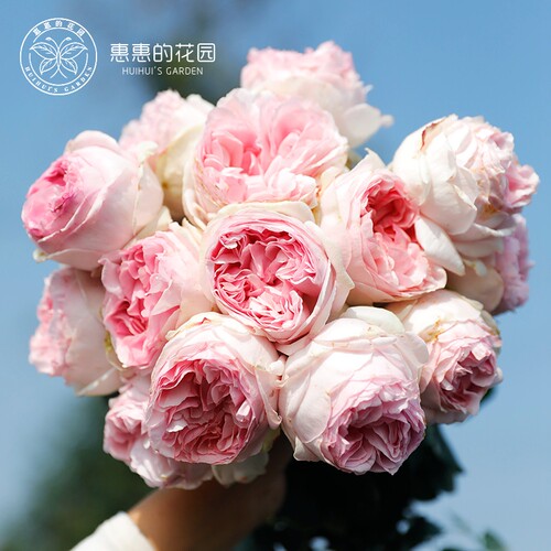 惠惠的花园勤花大花浓香耐热月季