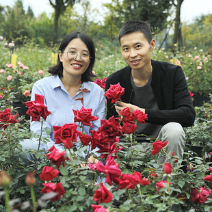 惠惠的花园月季特大花浓香朱墨双辉/墨红玫瑰阳台庭院花卉盆栽