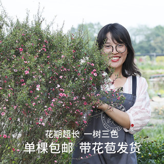 惠惠的花园灌木松红梅带花苞盆栽庭院花园阳台开花植物耐热花量大