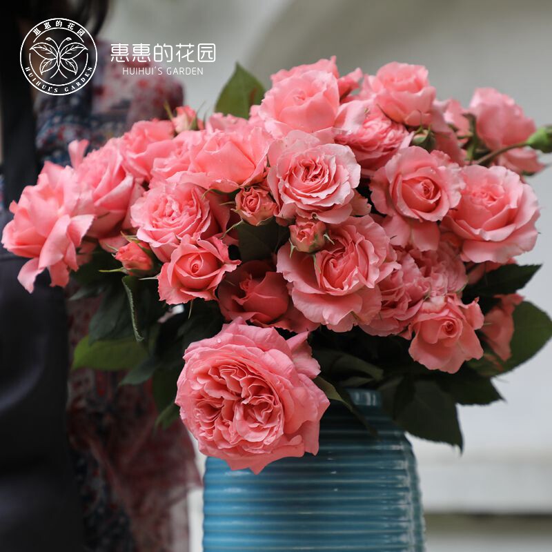 惠惠的花园月季花苗珊瑚果冻直立多头切花四季花阳台庭院花卉花苗