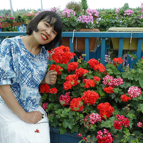 直立天竺葵盆栽阳台多季开花