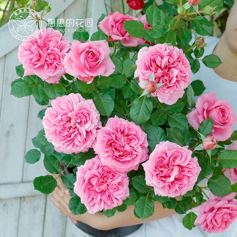 惠惠的花园灌木庞巴度月季大花浓香耐热抗病多季勤开庭院阳台盆栽,鲜花速递/花卉仿真/绿植园艺,月季/蔷薇/玫瑰,淘宝优惠券,粉丝福利购,淘宝优惠卷