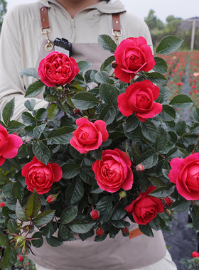 惠惠的花园微月 绝色果汁 红色月季花耐热耐雨淋阳台庭院盆栽花苗