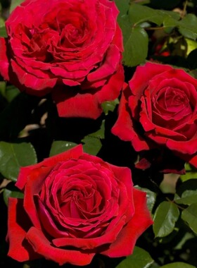 惠惠的花园季节灌木月季恩钿女士红色大花浓香玫瑰花期长阳台盆栽