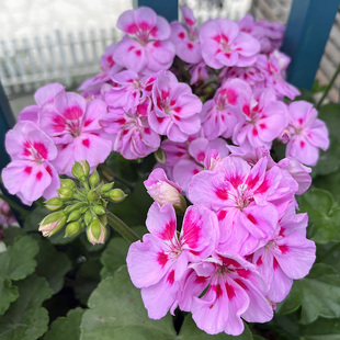 惠惠的花园直立天 粉飞溅 株型直立花量大大花球阳台庭院花卉盆栽