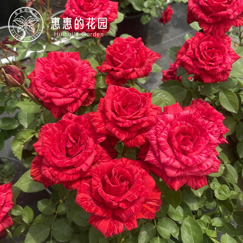 惠惠的花园灌木月季 红色直觉 条纹大花多季勤开庭院花园盆栽玫瑰