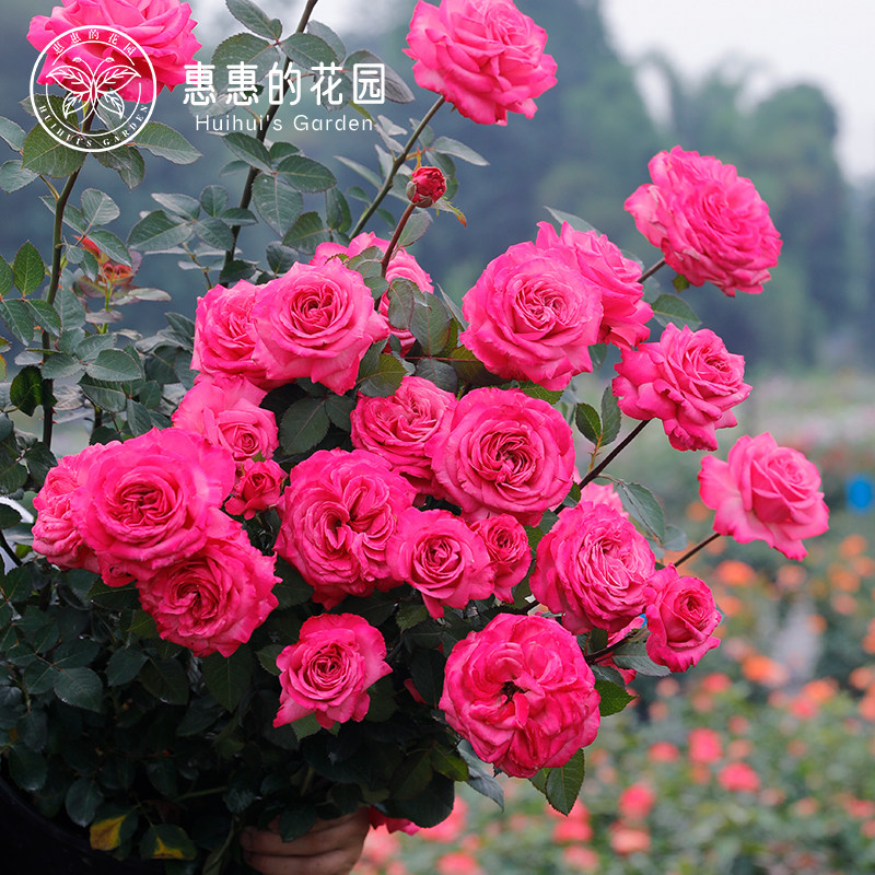惠惠的花园灌木月季花苗桃灼蓝天耐热庭院阳台花卉盆栽鲜花玫瑰
