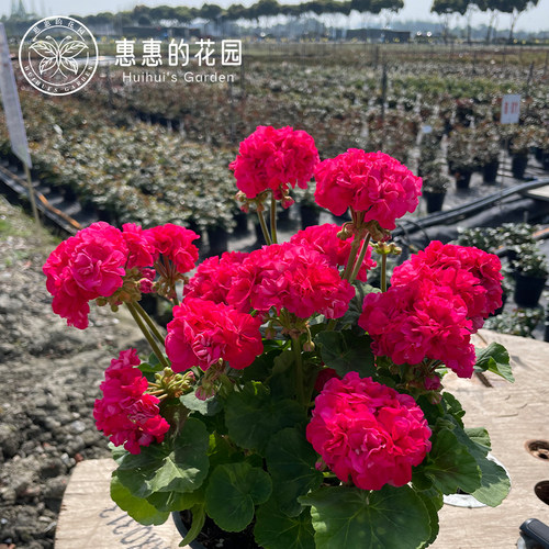 惠惠的花园直立天竺葵太阳 3 号 重瓣花球耐晒耐热阳台花卉盆栽