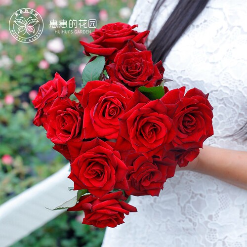 惠惠的花园切花月季黑魔术勤花大花多季开花阳台庭院花卉盆栽玫瑰