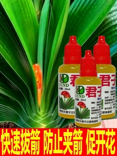 君子兰夹箭灵促箭剂快速拔剑剂通用型夹剑液促开花专用肥营养液