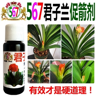 3瓶装 君子兰夹箭灵专用肥营养液防夹箭拔剑剂促开花育花灵促箭剂
