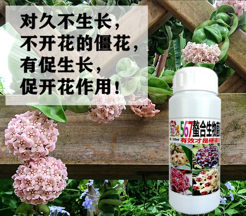 球兰专用肥营养液花肥料567螯合生物菌肥通用肥盆栽植物家用通用