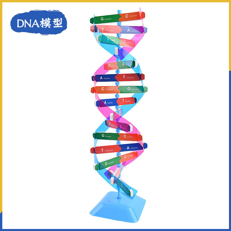 DNA双螺旋结构模型组件教具遗传基因分子结构模型小学幼儿园初中