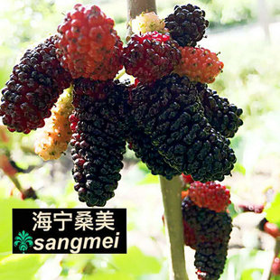 无籽大十果桑苗 桑葚果树苗 桑果树果桑树苗 盆栽地栽嫁接桑果苗