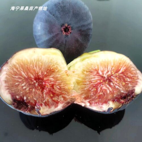 无花果苗 变异双色山 雨绿 红美人当年结果盆栽地栽无花果树苗