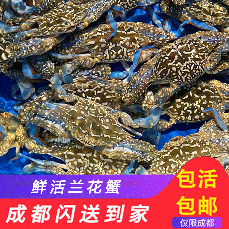 成都闪送鲜活兰花蟹超大蓝花蟹梭子蟹肉蟹面包蟹大闸蟹膏蟹帝王蟹