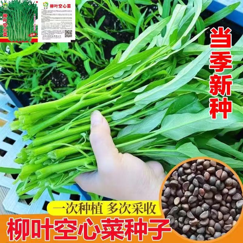 柳叶空心菜种子夏季阳台盆栽蔬菜种籽农家四季播水培大叶空心菜籽