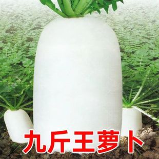 白萝卜种子籽九斤王种子不空心白皮萝卜籽春秋冬四季播种素菜种籽