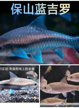 蓝吉罗 清水河保山蓝吉罗 保山异口蓝吉罗原生冷水观赏溪流包邮